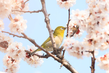 a japanese white-eye sitting on the branches of the cherry blossom tree