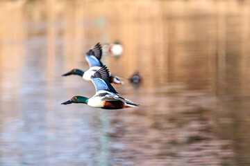 a shoveler floating or flying on a pond