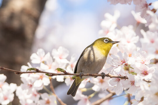 a japanese white-eye sitting on the branches of the cherry blossom tree