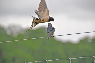Swallows feeding at Powderham Castle Devon UK