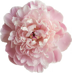 Light pink peony flower cutout. Tender floral close-up photo isolated on white. A delicate pink peony blooms fully, showcasing its intricate petals and vibrant center. 