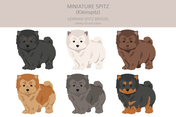 German spitz puppy , Miniature spitz clipart. Different poses, coat colors set
