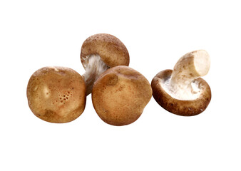Shiitake mushroom transparent png