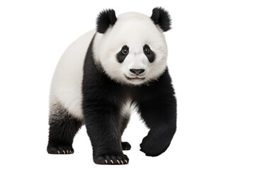 Cute panda isolated on a transparent background.