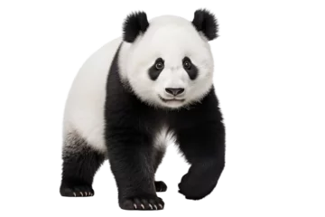 Foto op Plexiglas Cute panda isolated on a transparent background. © Olexandra
