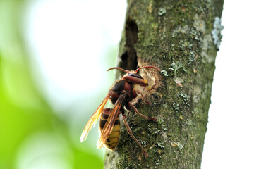 The hornet bites the bark of the tree and obtained the sweet sap - 766383181