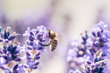 Honey bee pollinating lavender flowers. Plant decay with insects. Blurred summer background of lavender flowers with bees. Beautiful wallpaper. soft focus. Lavender Field Bee flying over flower - 766383326