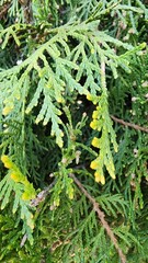 fern leaves