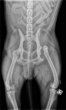X-ray showing left hip dislocation in a dysplastic dog.
Radiographie montrant une luxation de la hanche gauche chez un chien dysplasique
