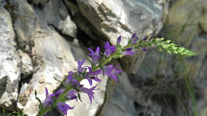 campanula