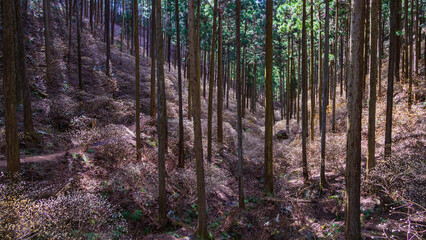 ミツマタの咲き乱れる森　栃木　茂木　焼森山