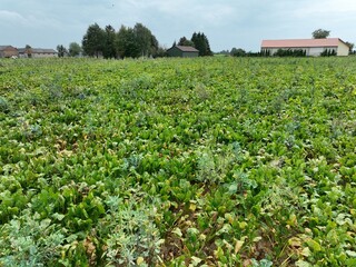 Zaniedbane pole, chwasty w uprawie buraka cukrowego, pole bez oprysków, chwasty, ekologiczna uprawa z chwastami 