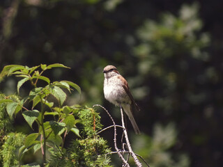 Bird