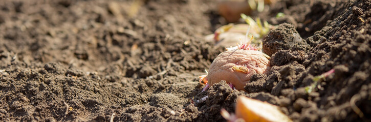 Hand planting potato tubers into the ground. Early spring preparations for the garden season