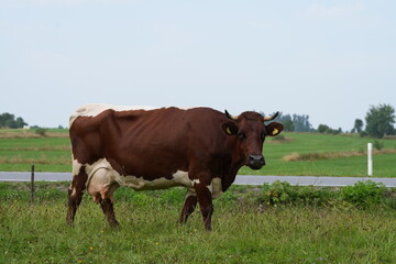 Naklejka na ściany i meble Wypas krów, krowa, bydło mleczne na łące, wypas krów, krowa na łące, polskie bydło, krowa mleczna, 