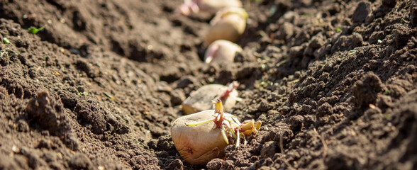 Hand planting potato tubers into the ground. Early spring preparations for the garden season