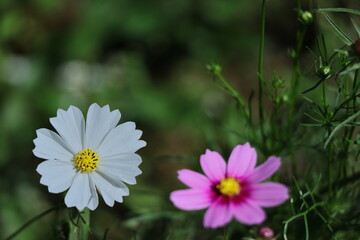 秋風に揺れて咲く
