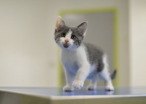 chaton chez le v&eacute;t&eacute;rinaire