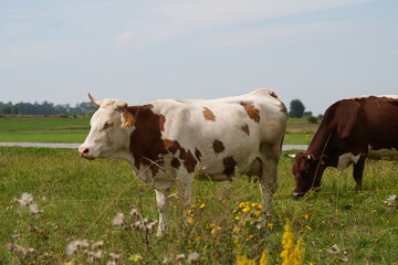 Fototapeta na wymiar Wypas krów, krowa, bydło mleczne na łące, wypas krów, krowa na łące, polskie bydło, krowa mleczna, 