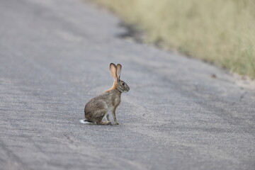 The scrub hare (Lepus saxatilis) is one of two species of hares found in southern Namibia, Mozambique, South Africa, Eswatini and Lesotho. © feathercollector