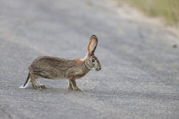 The scrub hare (Lepus saxatilis) is one of two species of hares found in southern Namibia,...