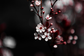 Selective focus of white pink Prunus cerasifera flowers on twig, Cherry blossom or Myrobalan plum flowers in spring, It's a genus of flowering plant Prunus, Rosaceae family, Nature floral background.