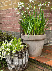plants in pots. Spring decor. Beautiful home entrance with white flowers (Lilies of the valley and...