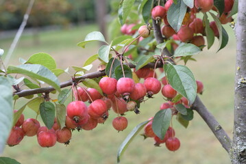 A young apple branch strewn with small Chinese apples.