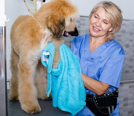 Mature woman hairdresser wipes puppy of Afghan hound in hairdresser for dogs