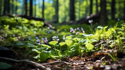 A close-up of delicate wildflowers blooming amidst a sea of green leaves, adding pops of color to the forest floor.