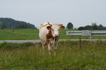 Wypas krów, krowa, bydło mleczne na łące, wypas krów, krowa na łące, polskie bydło, krowa mleczna, 