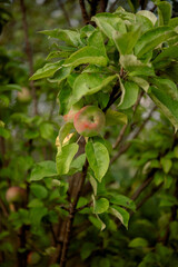 young apples on an apple tree