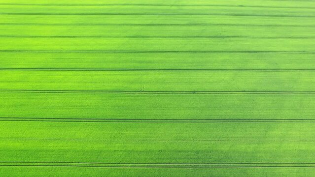 Endless lines of green fields in summer. Aerial view