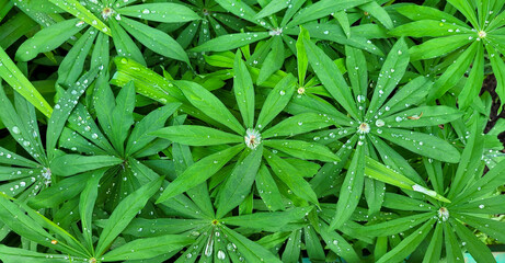 Lupine leaves, dew, water after rain in the leaves. Macro photo of lupine leaves