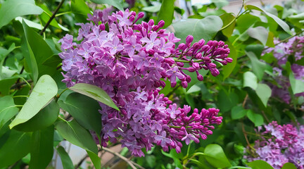 Lilac blossom flowers spring view. Spring lilac flowers. Lilac blooms. A beautiful bunch of lilac