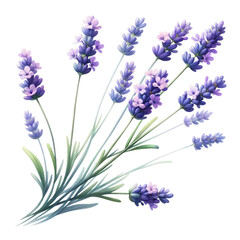 Obraz premium Watercolor of A bunch of purple flowers with a white background, Clipart, Flower, isolated on a transparent background