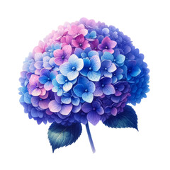 Watercolor of A flower with blue and pink petals, Clipart, Flower, isolated on a transparent background