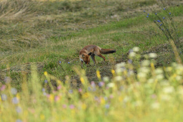 wild red fox from far walking on the meadow hunting for food - 766394723