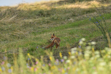 Portrait of red fox walking on the meadow grass - 766394726