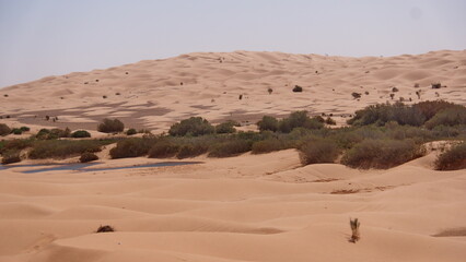 Fototapeta na wymiar Oasis in the Sahara Desert, outside of Douz, Tunisia