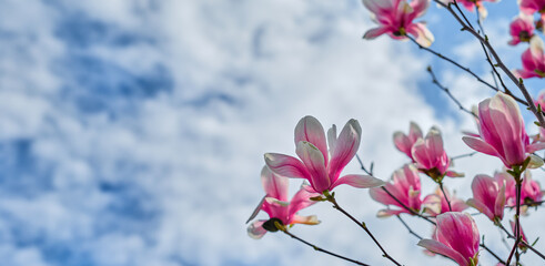 Idea for women's day card, blooming magnolias against sky with clouds, selective focus and blurred...
