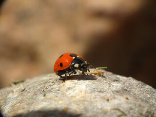 Coccinella