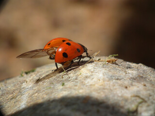 Coccinella