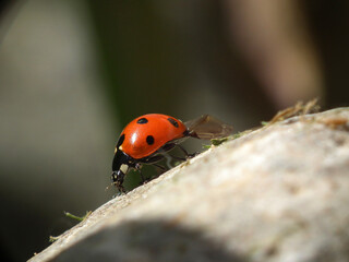 Coccinella