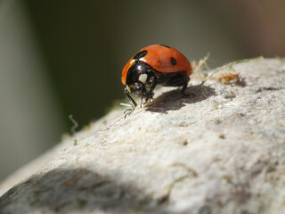 Coccinella