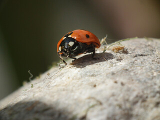 Coccinella