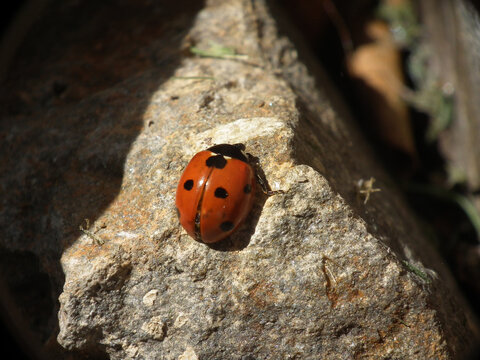 Coccinella