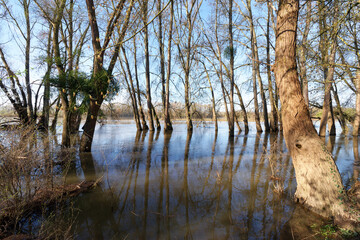 Loire river flood in Chécy village. Loire valley - 766399571