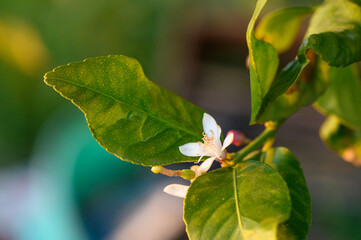 lemon flower on a branch in the garden at sunset 1