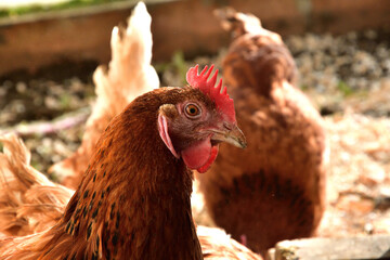 Portrait of a domestic hen's head at home in the village on the farm - 766400120